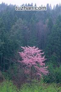 古巴拳击选手激战胜利，意大利选手惨遭淘汰