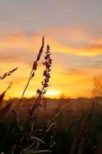 拜仁战胜多特蒙德，莱万多夫斯基锁胜局