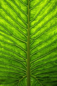 拜仁战胜多特蒙德，莱万多夫斯基锁胜局